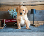 Small Photo #12 Golden Labrador Puppy For Sale in GOSHEN, IN, USA