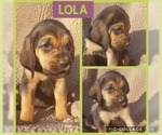 Small Photo #6 Bloodhound Puppy For Sale in TOCCOA, GA, USA