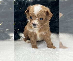 Cavapoo Puppy for sale in BULLARD, TX, USA