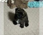 Martha - Female Shih-Poo Puppy for Sale - Photo #6