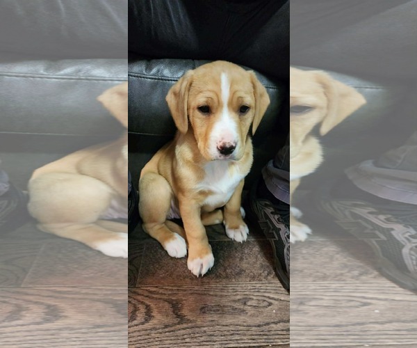 Medium Photo #1 Labbe Puppy For Sale in Hinckley, IL, USA