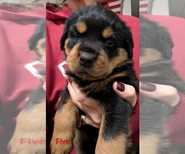 Medium Photo #6 Rottweiler Puppy For Sale in CANDIA, NH, USA