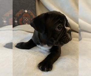 French Bulldog Puppy for sale in JOHNS ISLAND, SC, USA