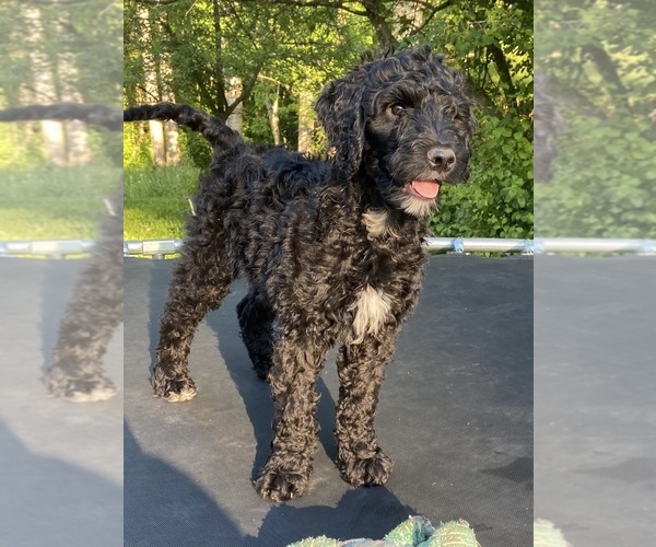 Medium Photo #3 Goldendoodle Puppy For Sale in CENTURIA, WI, USA
