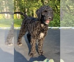 Small #2 Goldendoodle