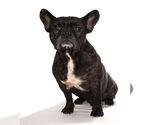 Small #2 French Bulldog Mix