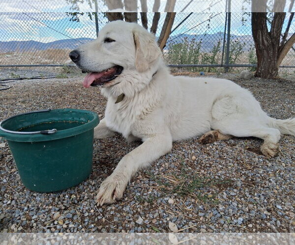 Medium Photo #4 Great Pyrenees Puppy For Sale in Bountiful, UT, USA