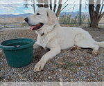 Small #3 Great Pyrenees