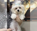 Small #3 Maltese