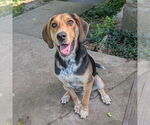 Small #1 Mutt