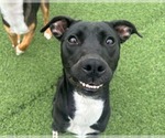 Small #1 Labrador Retriever Mix