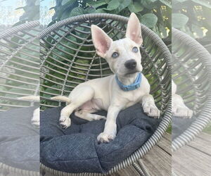 Mutt Dogs for adoption in Germantown, OH, USA