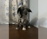 Small #6 Cockapoo (Miniature)