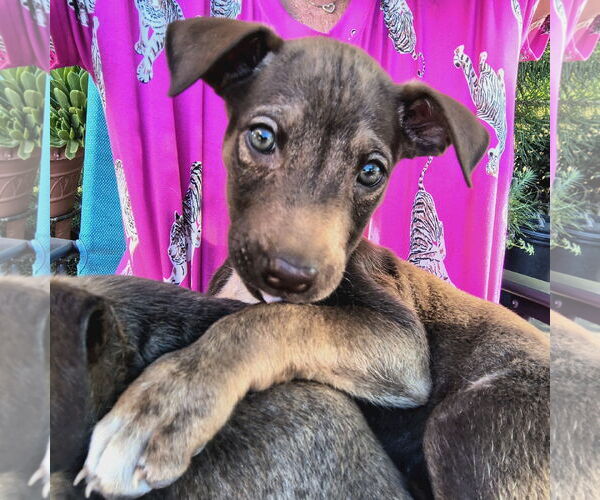 Medium Photo #1 Mutt Puppy For Sale in Fallbrook, CA, USA