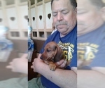 Small Photo #13 Dachshund Puppy For Sale in GARDEN GROVE, CA, USA
