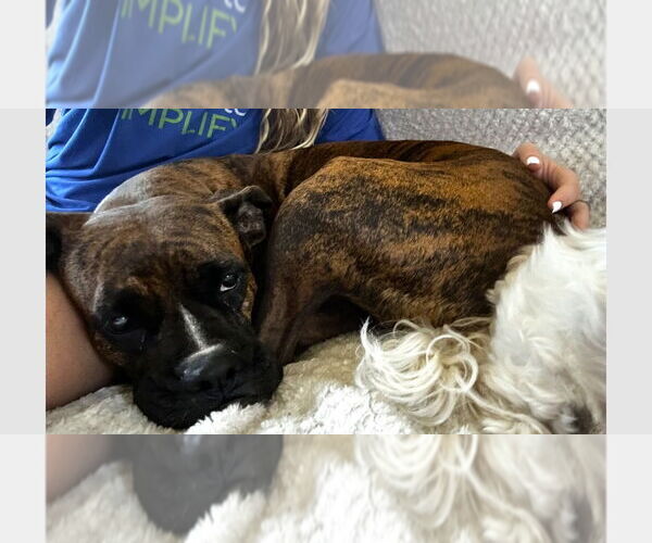 Medium Photo #1 Boxer Puppy For Sale in Austin, TX, USA