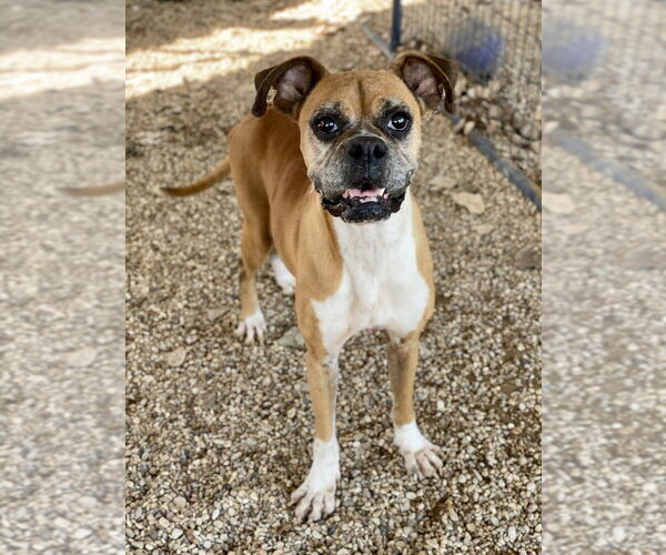 Medium Photo #1 Boxer Puppy For Sale in Austin, TX, USA