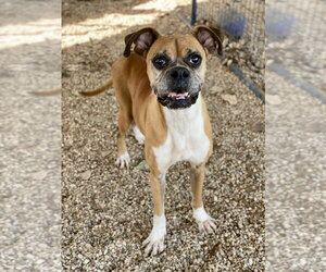 Boxer Dogs for adoption in Austin, TX, USA