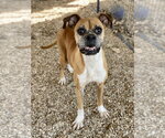 Small Boxer