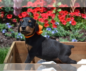 Doberman Pinscher Puppy for sale in NILES, MI, USA
