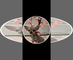 Small #4 Chihuahua