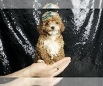 Small #1 Poodle (Toy)