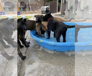 Belgian Malinois Puppy for sale in JEROME, ID, USA