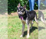 Small #5 Labrador Retriever Mix