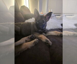 German Shepherd Dog-pomeranian spitz Mix Dogs for adoption in Princeton, MN, USA