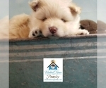 Small Photo #18 Pomeranian-Pomsky Mix Puppy For Sale in RAMSEY, MN, USA