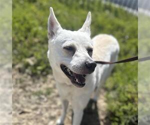 Siberian Husky-Unknown Mix Dogs for adoption in Orange, CA, USA
