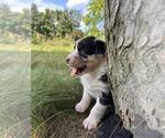 Small #5 Australian Shepherd