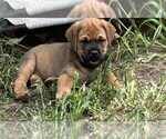 Small #3 English Mastweiler