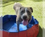 Small American Pit Bull Terrier Mix