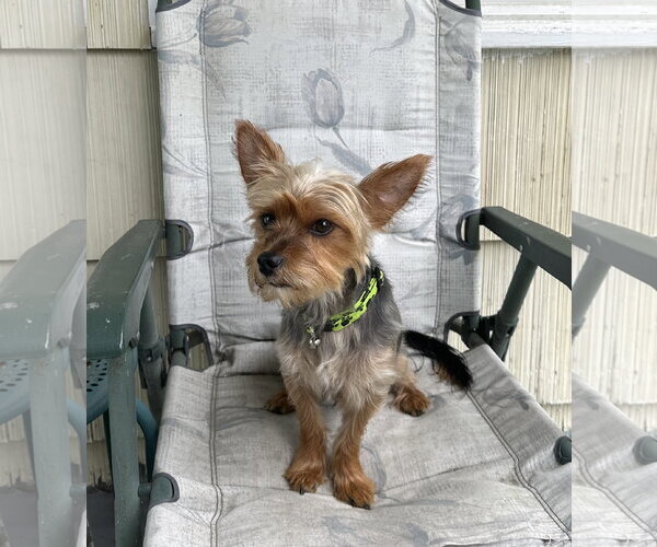 Medium Photo #1 Mutt Puppy For Sale in Allentown,, PA, USA