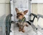 Small Mutt