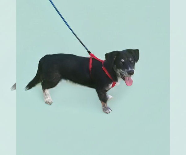 Medium Photo #3 Dachshund-Huskies  Mix Puppy For Sale in Phoenix, AZ, USA