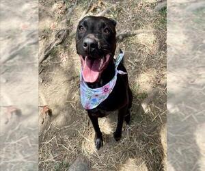 Labrador Retriever Dogs for adoption in Tulsa, OK, USA