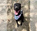 Small Labrador Retriever