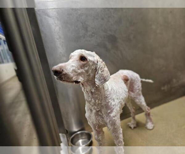 Medium Photo #3 Goldendoodle Puppy For Sale in Rockwall, TX, USA