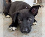 Small #5 Labrador Retriever Mix