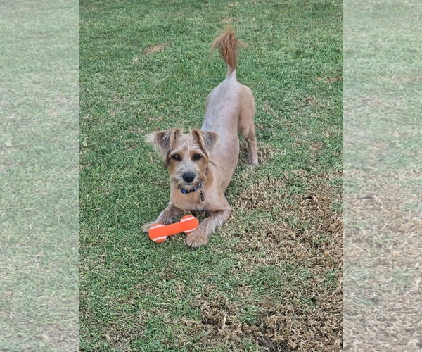 Medium Photo #4 Mutt Puppy For Sale in Menifee, CA, USA