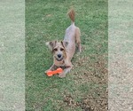 Small #3 Mutt