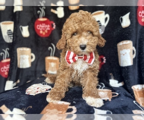 Medium Photo #8 Cock-A-Poo Puppy For Sale in LAKELAND, FL, USA