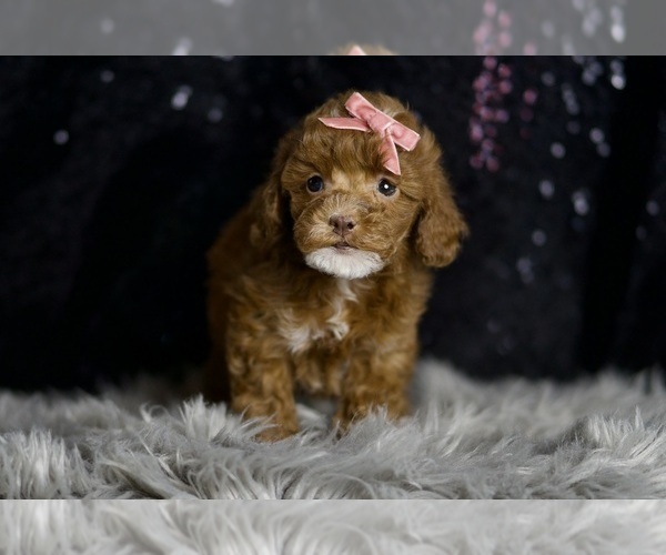 Medium Photo #70 Poodle (Miniature) Puppy For Sale in WARSAW, IN, USA