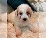 Small Photo #39 Goldendoodle (Miniature) Puppy For Sale in PENSACOLA, FL, USA