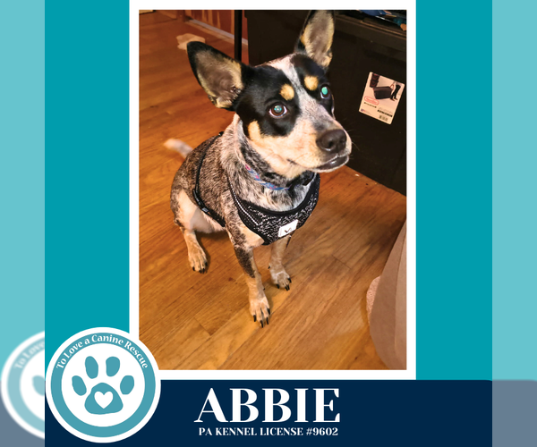 Medium Photo #4 Mutt Puppy For Sale in Kimberton, PA, USA