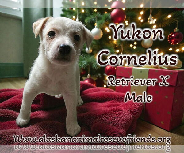 Medium Photo #1 Retriever -Unknown Mix Puppy For Sale in Anchorage, AK, USA