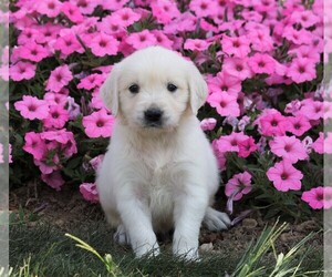 English Cream Golden Retriever Puppy for sale in FREDERICKSBG, OH, USA
