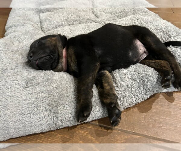 Medium Photo #3 Labrador Retriever-Unknown Mix Puppy For Sale in OKLAHOMA CITY, OK, USA